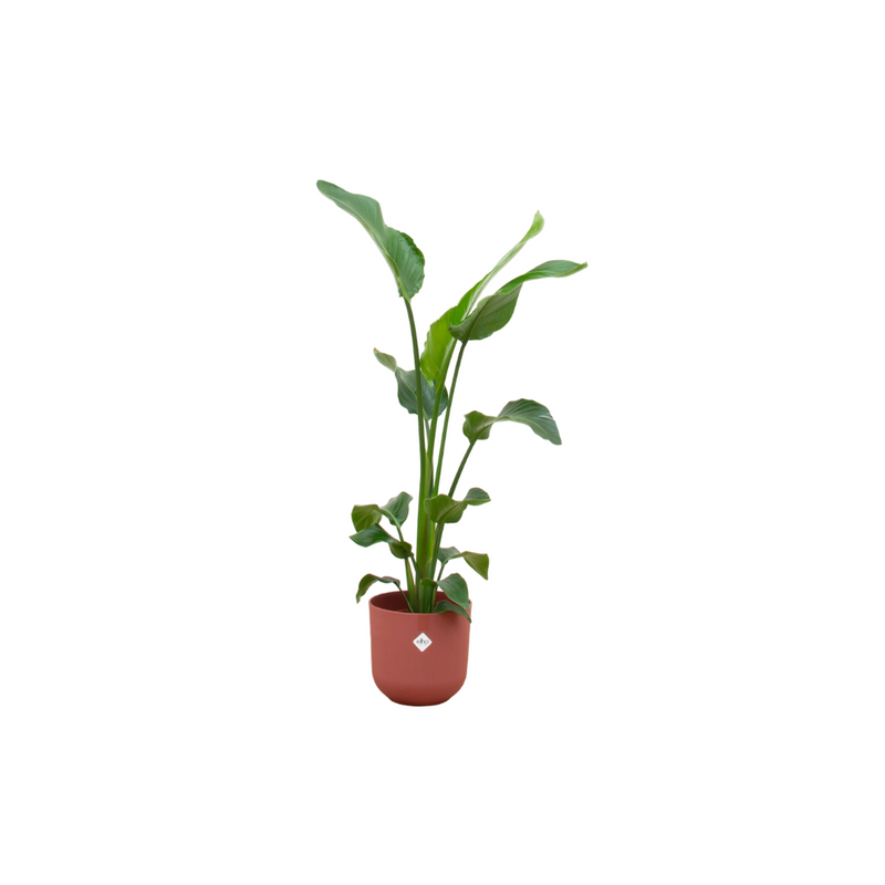 Strelitzia Nicolai mit Topf elho Jazz Round rot Ø23 - 100 cm