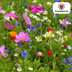 Wildflower Seed Mix – 100 gram | ± 30–50 m² Bild 7