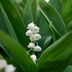 Lily of the Valley (Convallaria majalis) 10-25cm, Ø9cm Bild 6