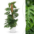 Monstera Adansonii 'Monkey Mask' mit Moosstab & weißem Übertopf Bild 1
