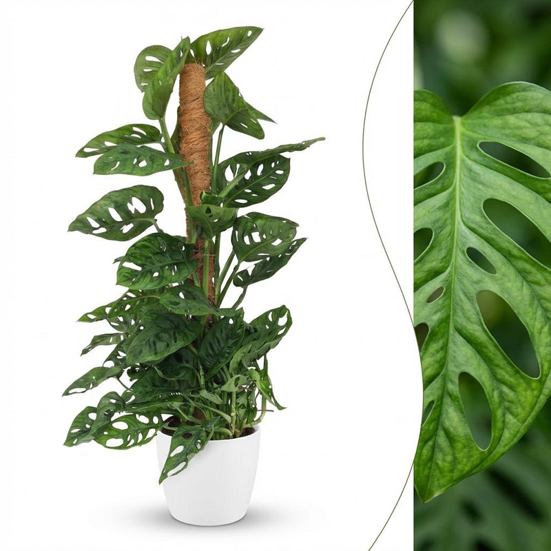 Monstera Adansonii 'Monkey Mask' mit Moosstab & weißem Übertopf