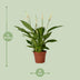 Spathiphyllum Bingo Cupido (Einblatt) – Luftreinigende Zimmerpflanze, 45cm Bild 2