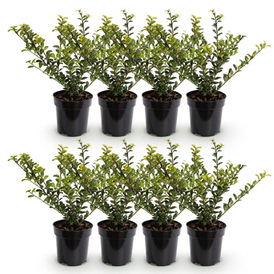 Green boutiQ - 8x Ilex crenata Golden Gem - Japanische Stechpalme - Heckenpflanzen - Immergrün - Gelb - Topf 9cm - Höhe 20-30cm