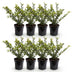 Green boutiQ - 8x Ilex crenata Golden Gem - Japanische Stechpalme - Heckenpflanzen - Immergrün - Gelb - Topf 9cm - Höhe 20-30cm Bild 2