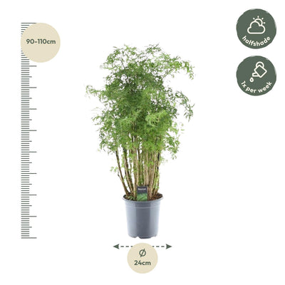 Polyscias Hawaiiana Ming - Zierpflanze für Ihr Zuhause, 100 cm