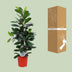 Ficus Cyathistipula Houseplant, 105cm height, Ø21cm pot Bild 4