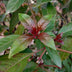 GreenboutiQ Cornus alba Kesselringii: Ornamental shrub with violet branches Bild 5