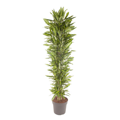 Dracaena Cintho, 210 cm, verzweigt, mit buntem Rand