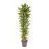 Dracaena Cintho, 210 cm, verzweigt, mit buntem Rand Bild 1