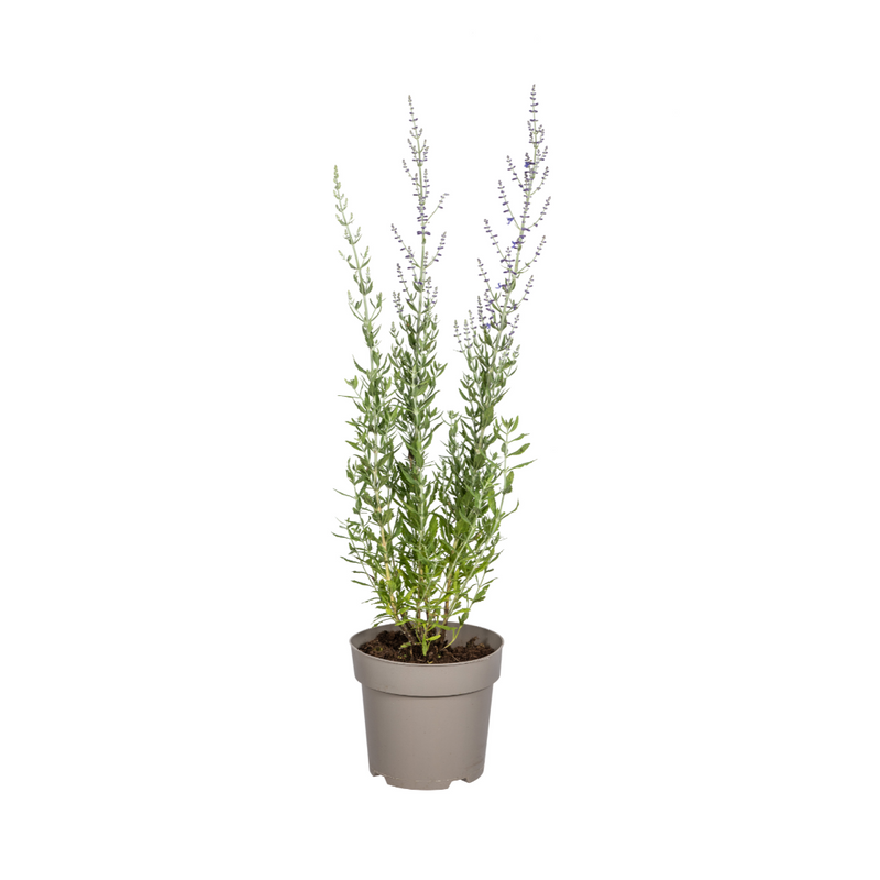 Perovskia atriplicifolia Ø19cm - Lavendelblauer Blütenbusch für sonnige Gärten