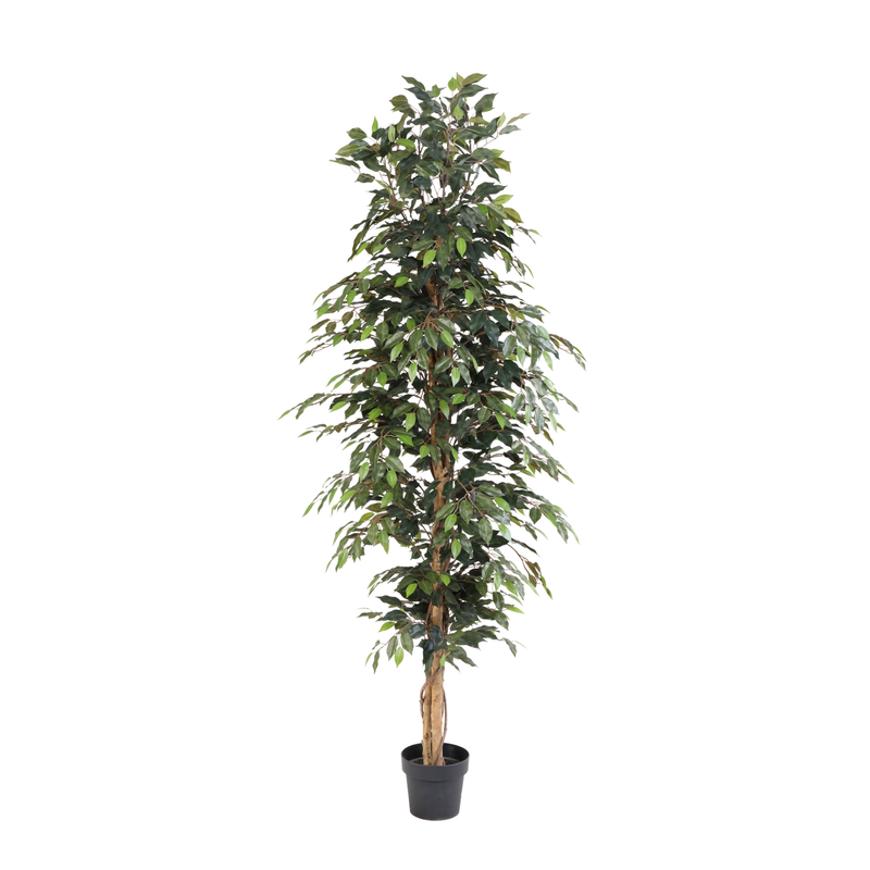 Artificial Ficus Benjamina Tree, 205cm – Lifelike & Easy-Care