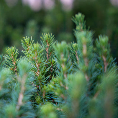 12x Mini-kerstboom - ↑15-20 cm - Ø 6 cm Picea Glauca Perfecta