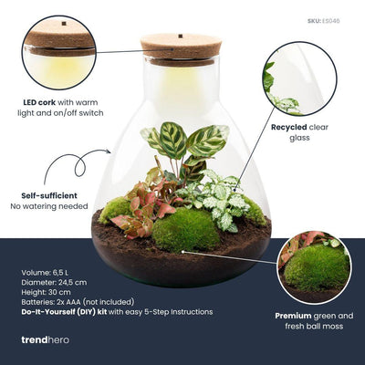Flaschengarten Sam Calathea: Autarkes Mini-Biotop mit LED-Lampe