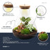 Flaschengarten Sam Calathea: Autarkes Mini-Biotop mit LED-Lampe Bild 2