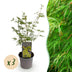 Acer palmatum 'Emerald Lace' - 3 Japanische Fächerahorne, 35cm, Topf 12cm Bild 1