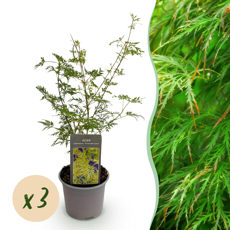 Acer palmatum 'Emerald Lace' - 3 Japanische Fächerahorne, 35cm, Topf 12cm