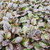 24x Kriechender Günsel (Ajuga reptans) - Bodendecker Bild 5