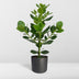 Clusia Rosea Princess Pflanze - Ø17cm Topf - ↕60cm Höhe Bild 4
