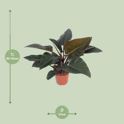 Philodendron Congo Red: Elegante Zimmerpflanze mit rotem Laub, 80cm