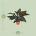 Philodendron Congo Red: Elegante Zimmerpflanze mit rotem Laub, 80cm Bild 2