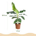 Bananenpflanze Musa acuminata Dwarf Cavendish im Topf (70-75cm) Bild 3