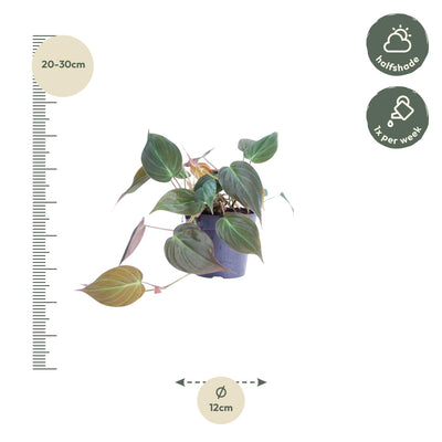 Philodendron scandens 'Micans' - Samtblatt, Herzblatt, Ø12cm Topf