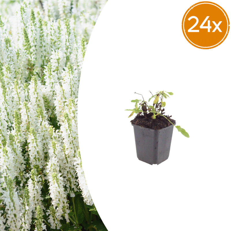 24x Salvia 'Schneehügel' – 10-25cm, 9cm Topf, Blaue Blütenähren