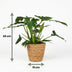 Philodendron Lacerum Houseplant in Basket – Green & Easy Care (65cm) Bild 3