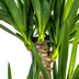 Yucca Elephantipes (Ø21cm, 90-110cm H) - Robuste Zimmerpflanze Bild 4