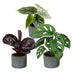 3x Baby Jungle Mix Tropenpflanzen – Alocasia, Calathea, Monstera Bild 2