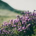 12x Creeping Thyme 'Purple Beauty' - Ground Cover Thyme Bild 6