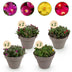 GreenboutiQ Delosperma 8 Pflanzen Mix: Farbenfroher, winterharter Bodendecker Bild 1