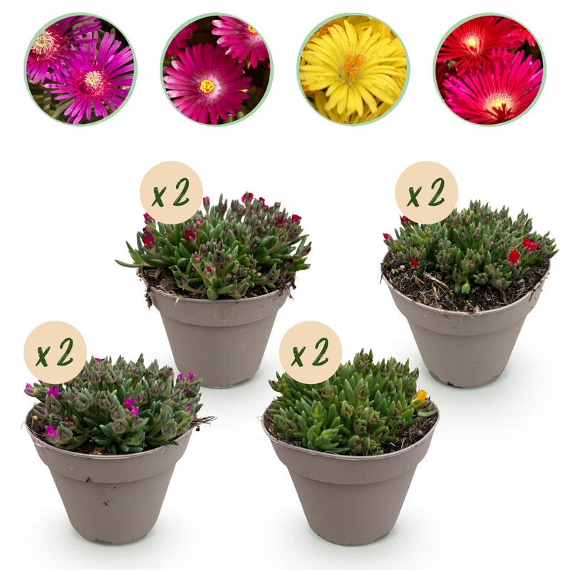 GreenboutiQ Delosperma 8 Pflanzen Mix: Farbenfroher, winterharter Bodendecker