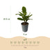 GreenboutiQ Kirschlorbeer Rotundifolia: 8 Heckenpflanzen (1m) Bild 3