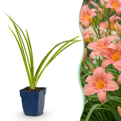 Green boutiQ - Perennial - Hemerocallis Pink Damask - Daylily - Bee and Butterfly Attractors - Pink - 24 Plants - Pot 11cm - Height 15-25cm