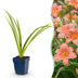 Green boutiQ - Perennial - Hemerocallis Pink Damask - Daylily - Bee and Butterfly Attractors - Pink - 24 Plants - Pot 11cm - Height 15-25cm Bild 1