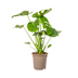 Monstera Deliciosa Tauerii Ø19cm - ↕70 - 90cm Bild 3