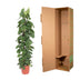 Philodendron Scandens 'Gaasrek' - 150 cm - ø27 Bild 4