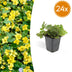24x Waldsteinia ternata groundcover plants, 10-25cm, Ø9cm Bild 1