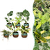 6x Baby Tropical Mix: Monstera, Philodendron & Co. - Ø6cm Bild 1