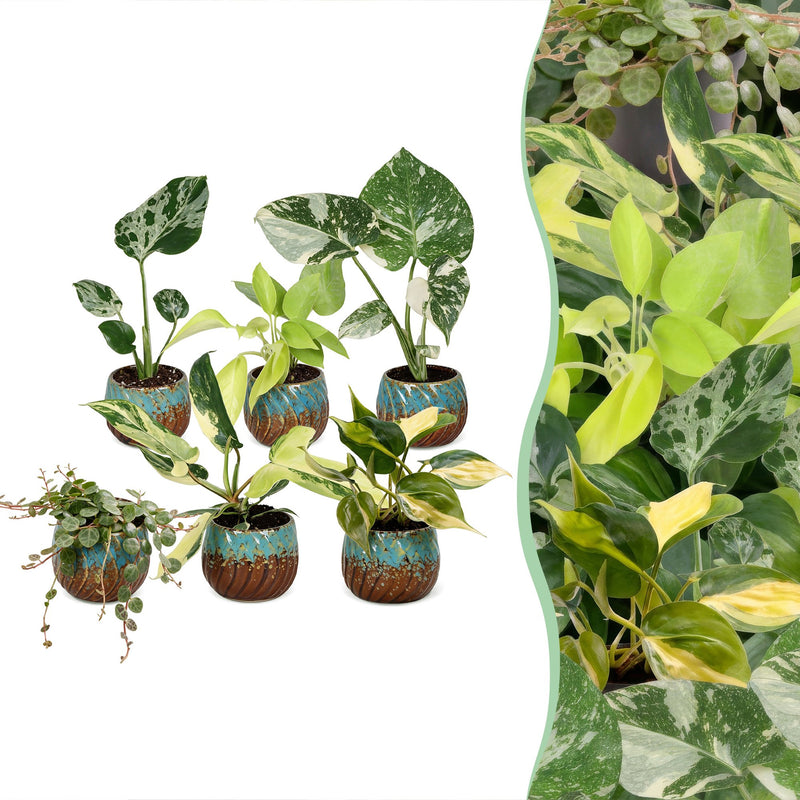 6x Baby Tropical Mix: Monstera, Philodendron & Co. - Ø6cm