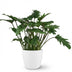 Philodendron Xanadu Houseplant in White Pot, 60cm Bild 2