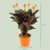 Calathea Crocata 'Königin der Flammen' im 14cm Topf, 40-45cm hoch Bild 2