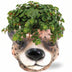 Sedum Tornado Sukkulente im Leopard-Topf, Ø11cm, ↕15cm Bild 1