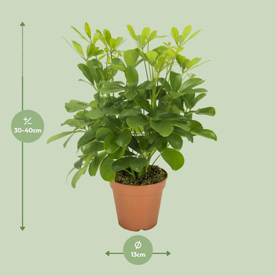 Schefflera Nora - Ø13cm - ↕35cm - Pflegeleichter Schirmbaum