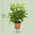 Schefflera Nora - Ø13cm - ↕35cm - Easy-care Umbrella Tree Bild 2