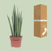 Sansevieria Mikado (Bogenhanf) Ø12cm - 40cm: Elegante & luftreinigende Zimmerpflanze Bild 4