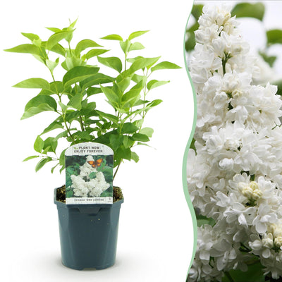 Flieder 'Mme Lemoine' (Syringa vulgaris) - Weiß, Duftend, 1 Pflanze