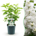 Flieder 'Mme Lemoine' (Syringa vulgaris) - Weiß, Duftend, 1 Pflanze Bild 1