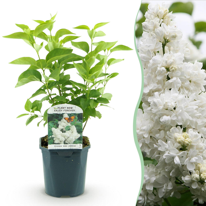 Flieder 'Mme Lemoine' (Syringa vulgaris) - Weiß, Duftend, 1 Pflanze